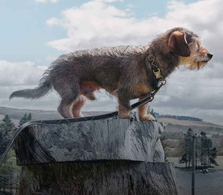 Dogs.Mobile.01