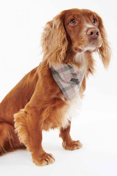 Bandana Tartan Dog