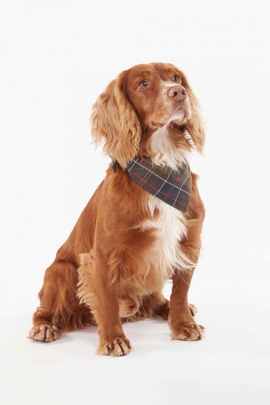 Bandana Tartan Dog