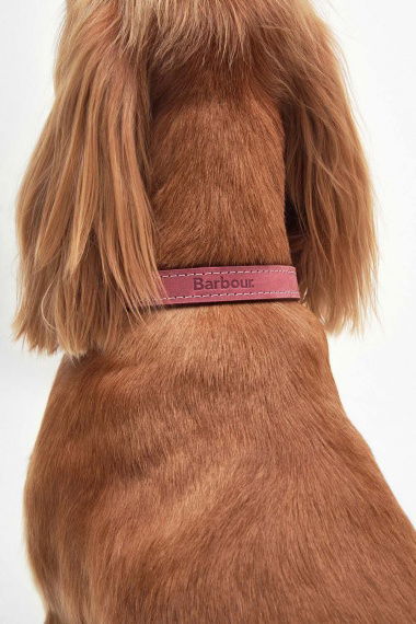 Collar Leather Dog