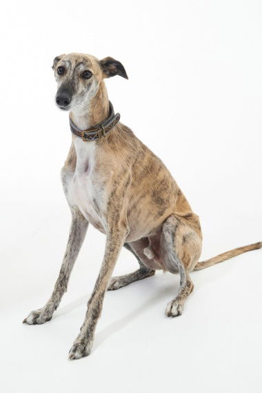 Collar Comfort Lurcher