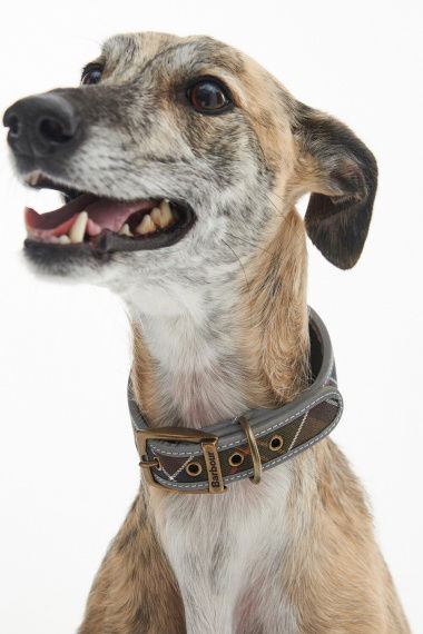 Collar Comfort Lurcher