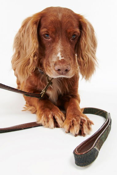 Correa Perro Tartan