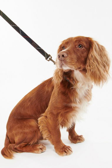 Correa Perro Tartan