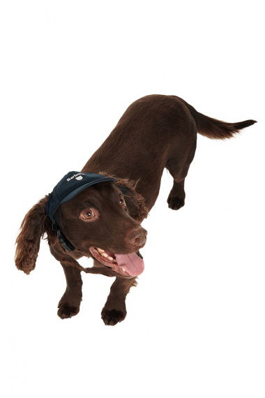 Gorra Perro Cascade