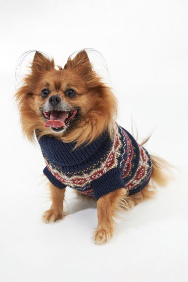 Jersey Perro Case Fairisle