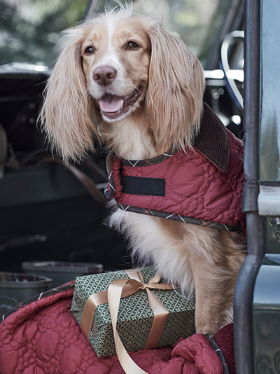 Regalos para mascotas